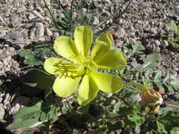 Imagem de Oenothera primiveris subsp. primiveris