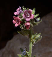 Cynoglossum montanum L. resmi