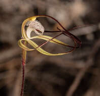 Image of Chameleon orchid