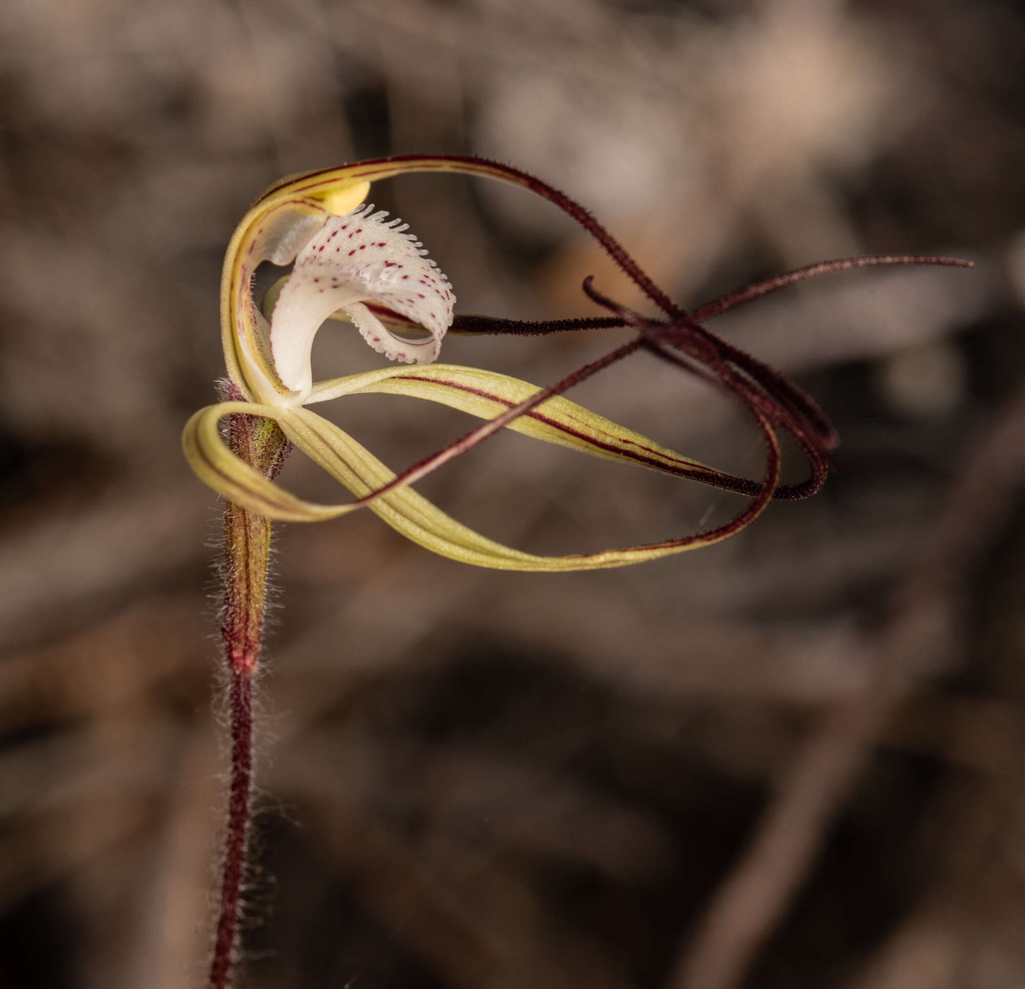 Image of Chameleon orchid