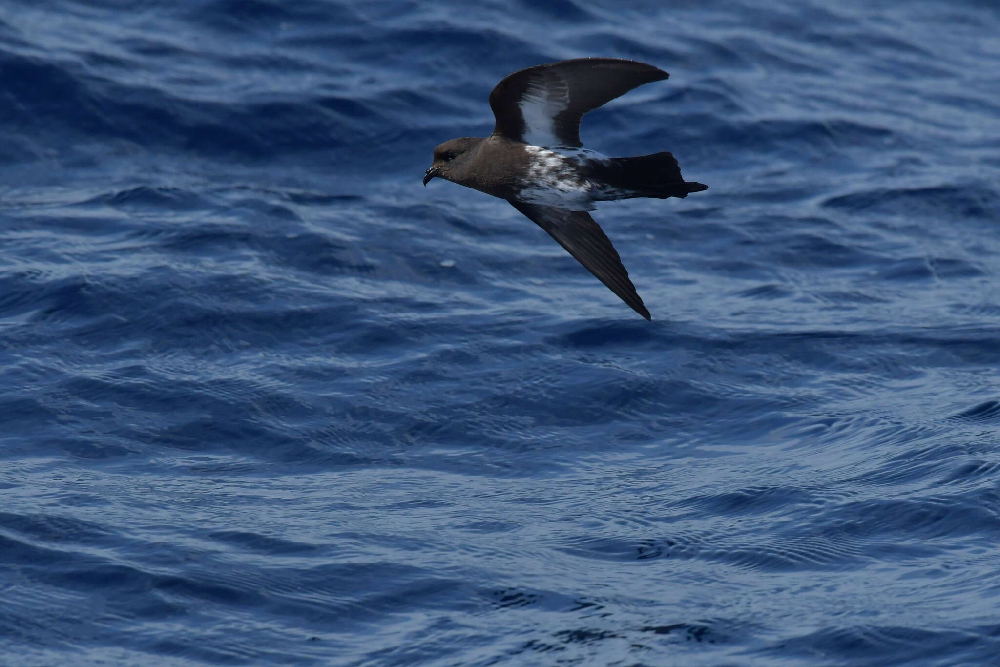 Image of New Zealand Storm Petrel