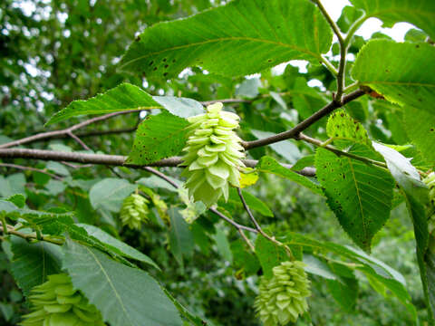 Image of European Hop-hornbeam