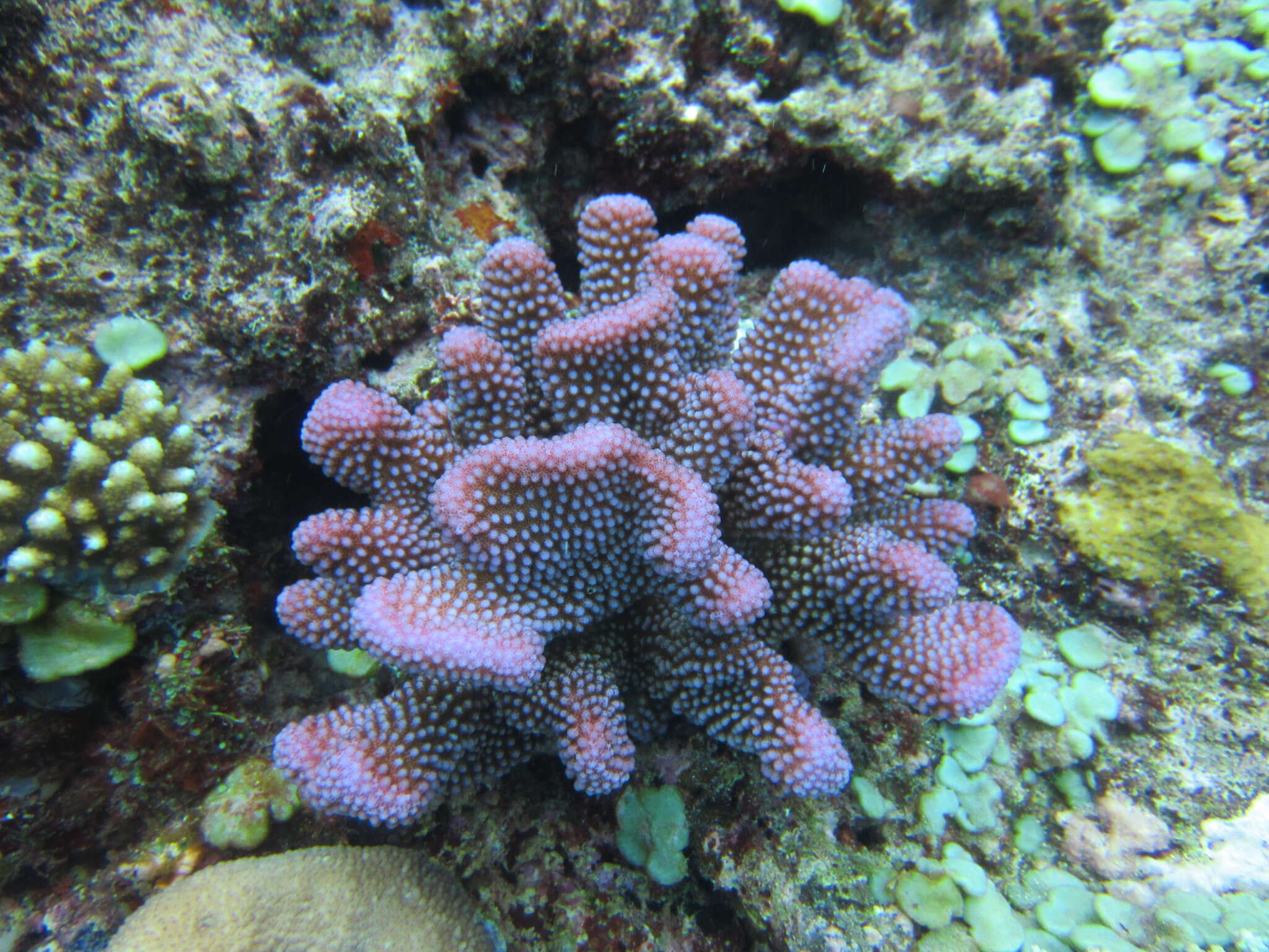 Слика од Pocillopora grandis Dana 1846