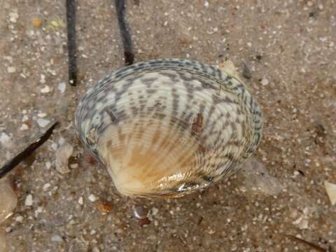 Image of Katelysia scalarina (Lamarck 1818)