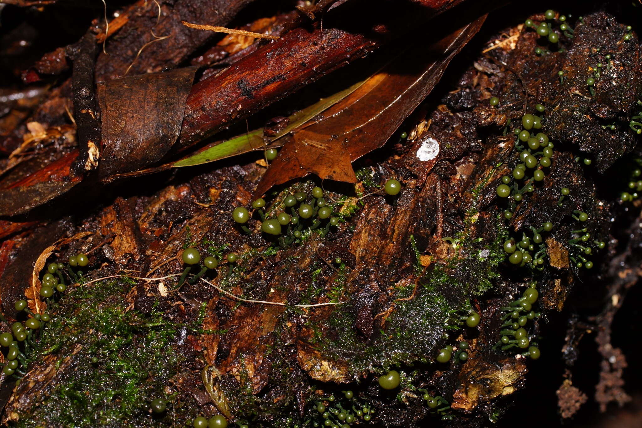 Sivun Chlorovibrissea melanochlora (G. W. Beaton & Weste) L. M. Kohn 1989 kuva