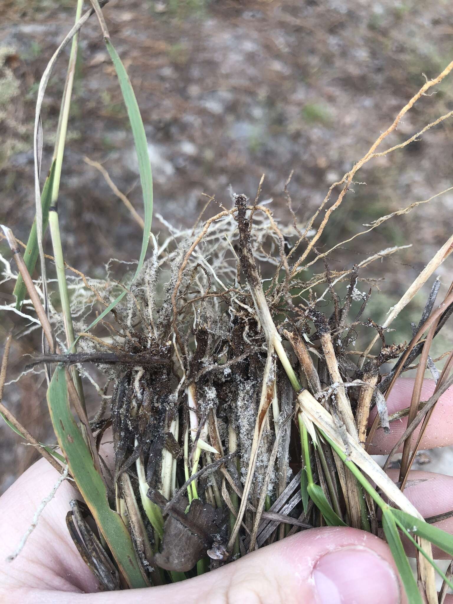 Image de Eragrostis refracta (Muhl.) Scribn.