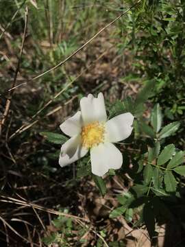 Image of white prairie rose