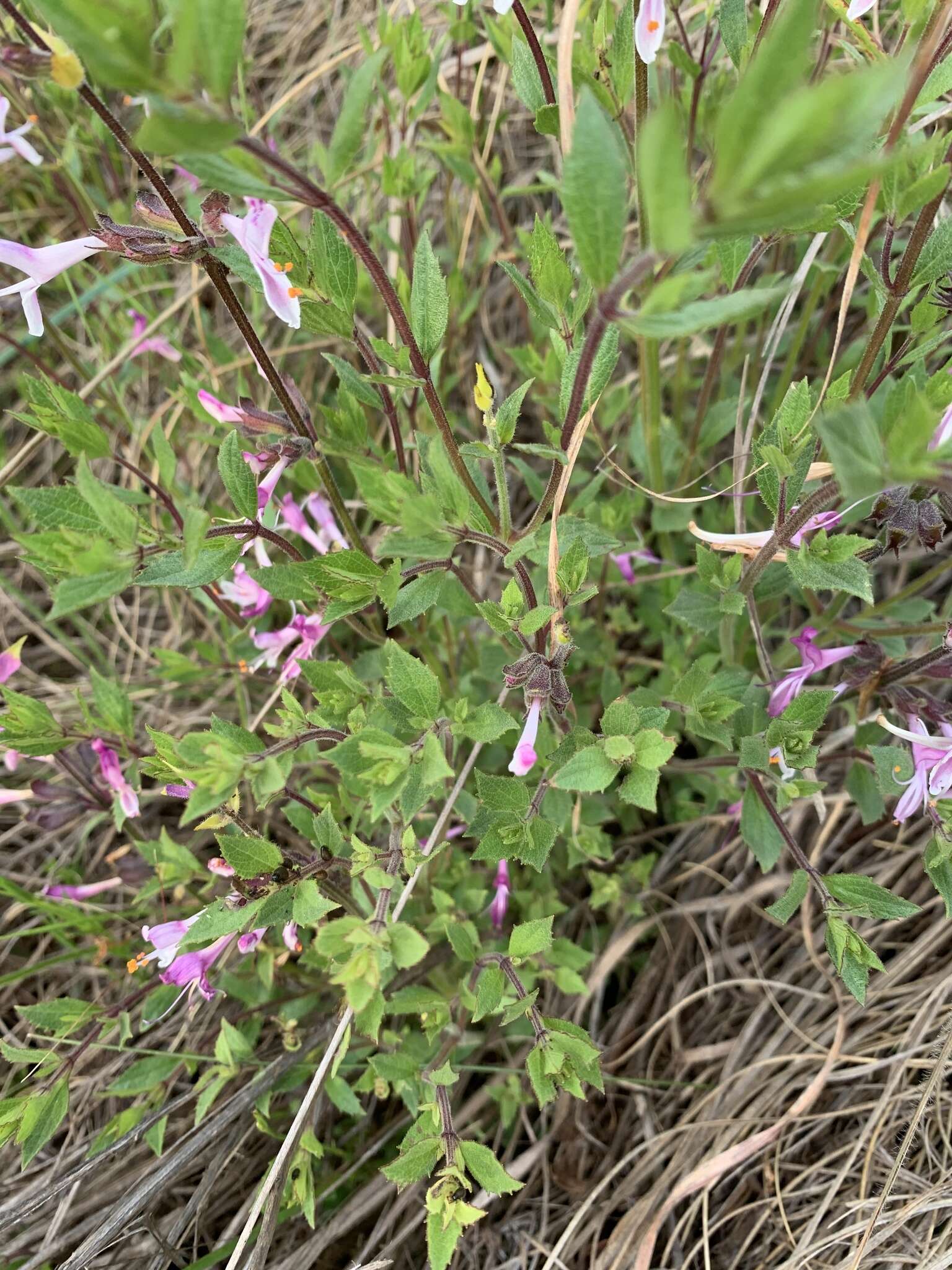 Image de Syncolostemon transvaalensis (Schltr.) D. F. Otieno