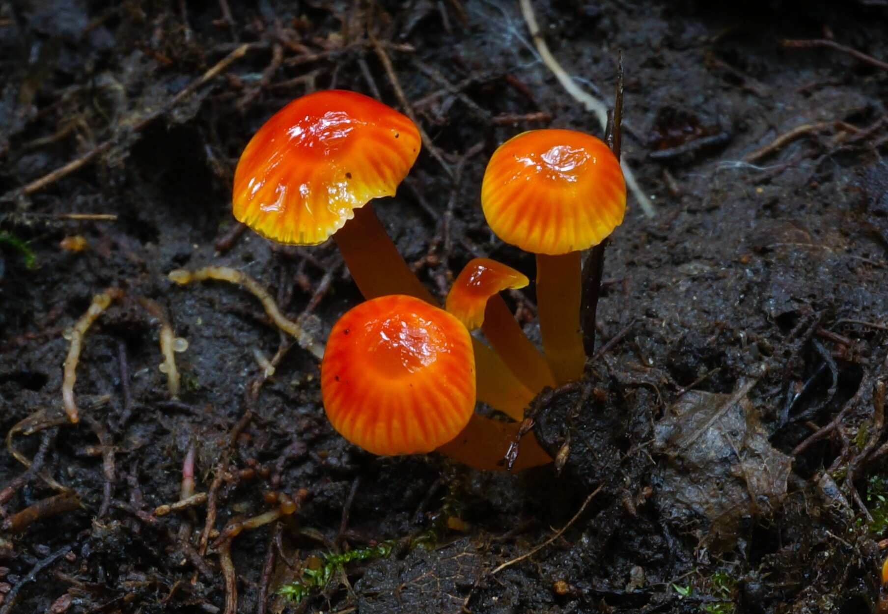 Image of Hygrocybe minutula (Peck) Murrill 1916