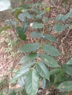 Image of Lasianthus attenuatus var. attenuatus