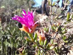 Image of Lampranthus zeyheri (Salm-Dyck) N. E. Br.