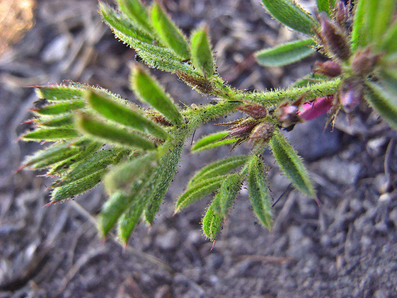 Image of Indigofera rubroglandulosa Germish.