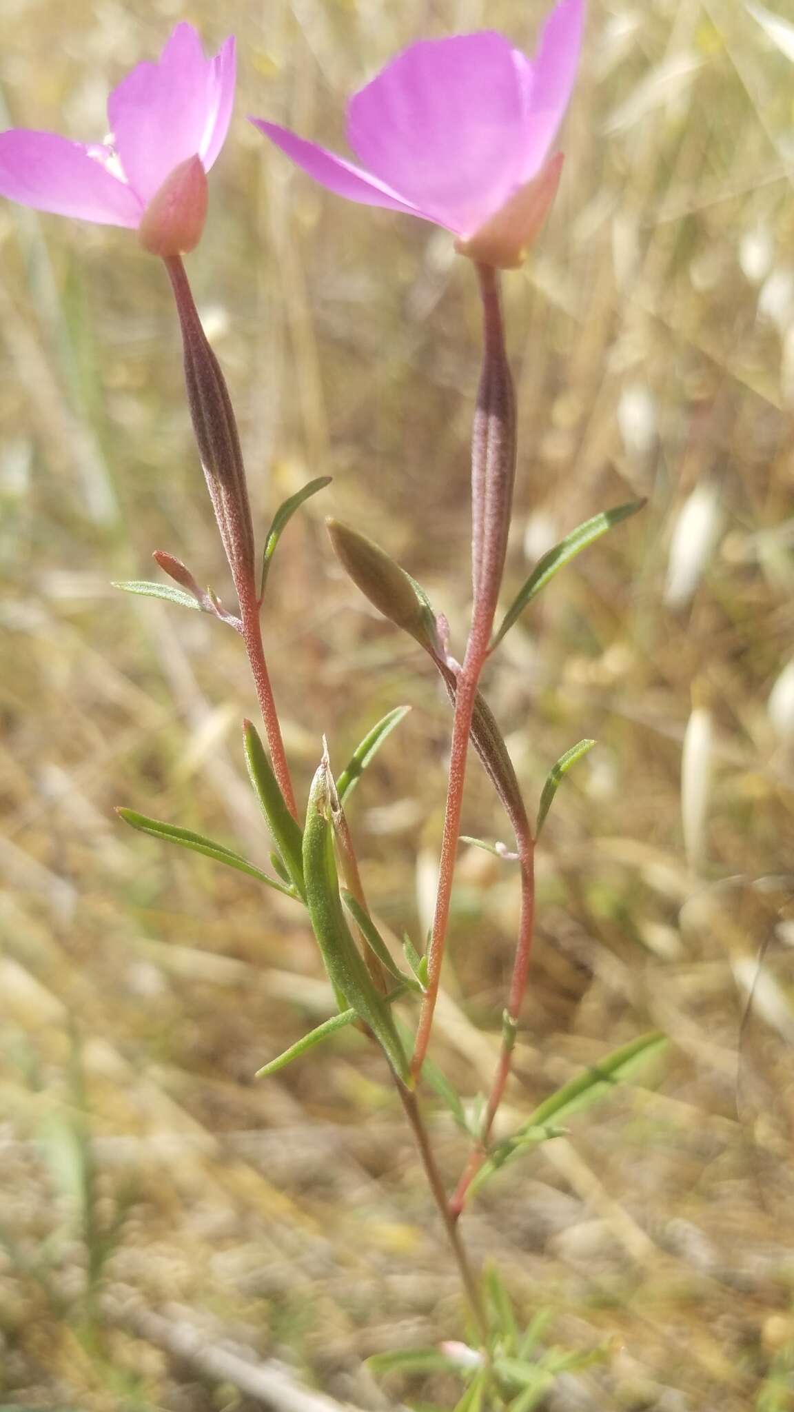 Imagem de Clarkia gracilis (Piper) A. Nels. & J. F. Macbr.