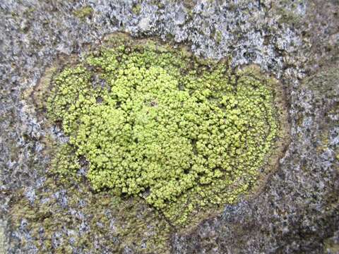 Ropalospora viridis (Tønsberg) Tønsberg的圖片