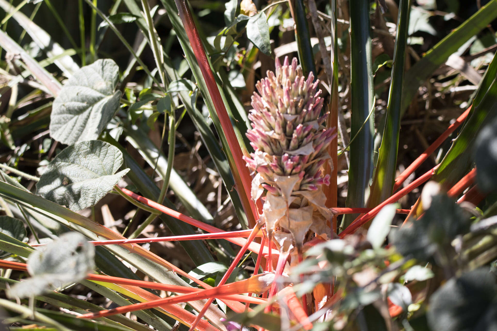 Image of Bromelia balansae Mez