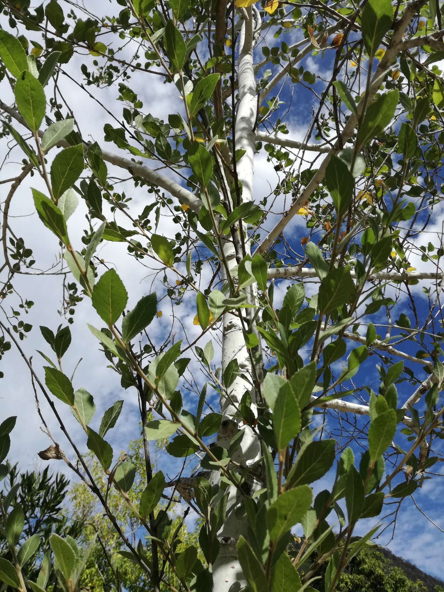 Image of Populus brandegeei Schneider