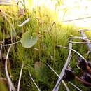 Image of oncophorus moss