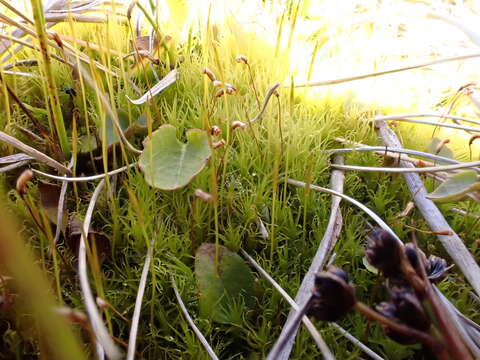 Image of oncophorus moss