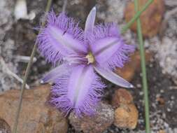 Image of Thysanotus gracilis R. Br.