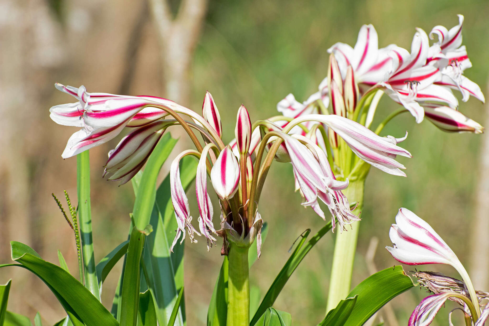 Crinum ornatum (Aiton) Herb. resmi