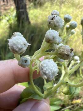 Image of <i>Parthenium <i>integrifolium</i></i> var. integrifolium