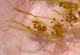 Image of Dark Stonewort