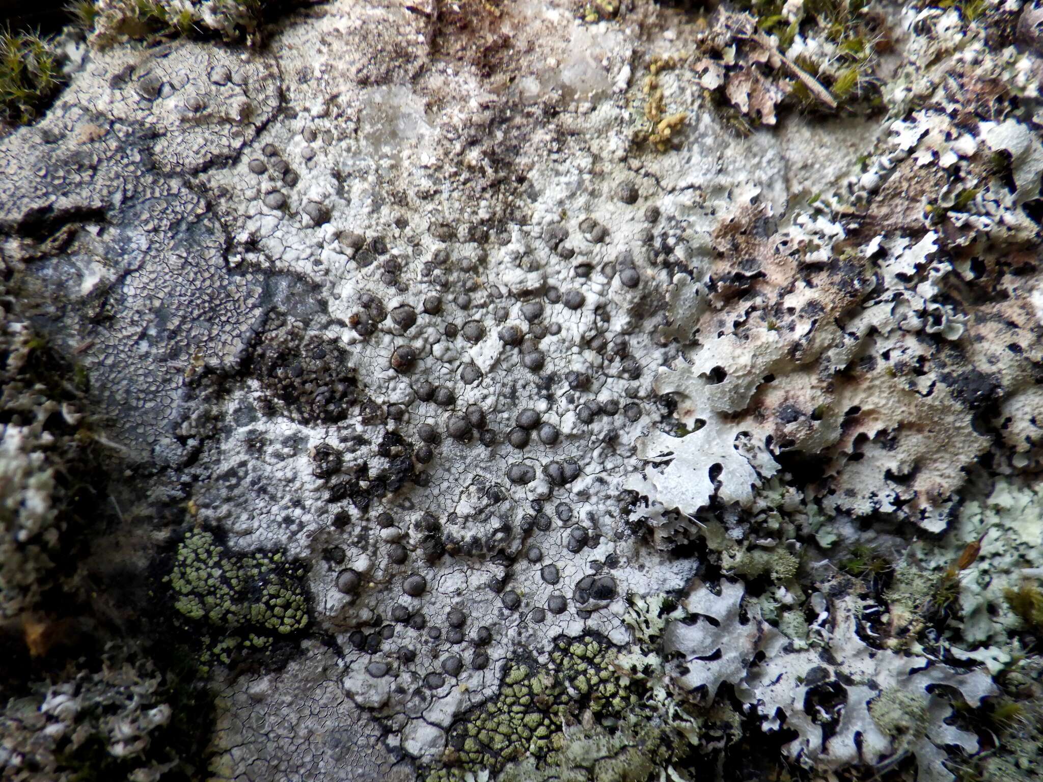 Image of porpidia lichen