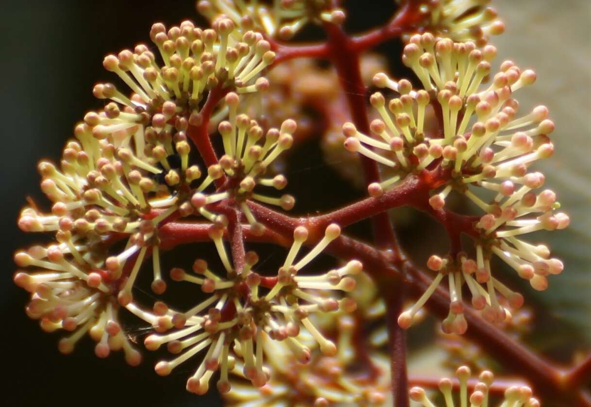 Image of Ixora brachiata Roxb.