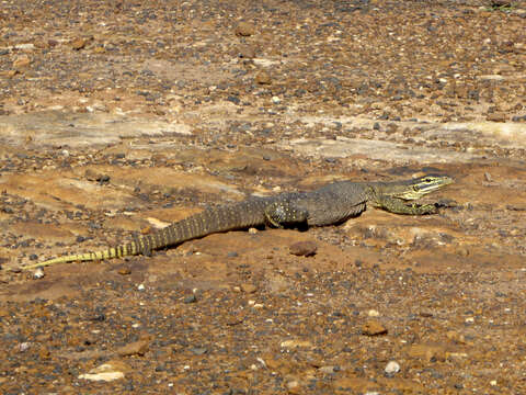 Image of Varanus panoptes panoptes (Storr 1980)