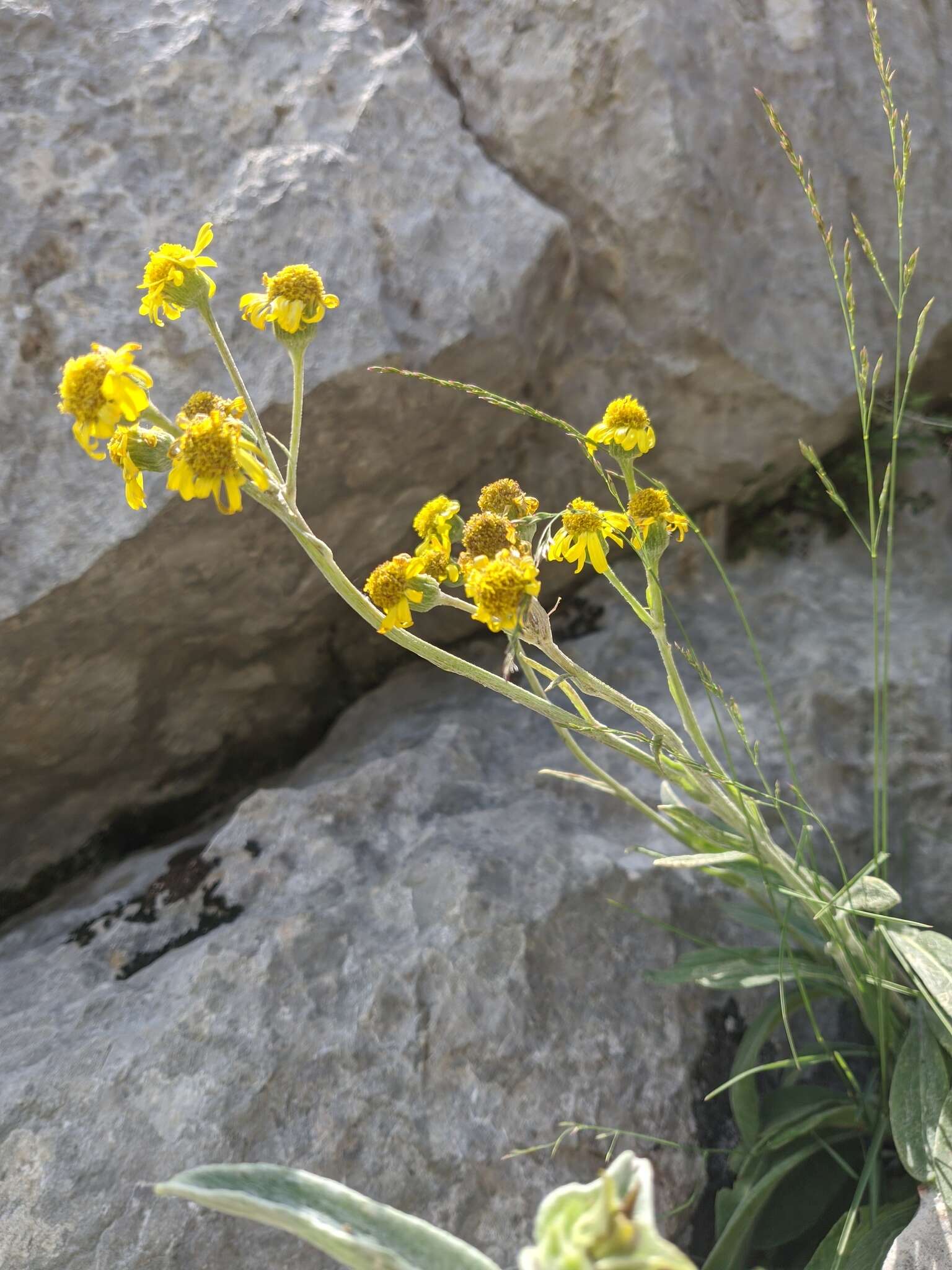 Image of Tephroseris integrifolia subsp. jailicola (Juz.) Greuter