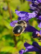 Image of Anthophora furcata (Panzer 1798)