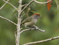 صورة Hylophilus amaurocephalus (Nordmann 1835)