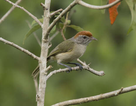 Image of Gray-eyed Greenlet