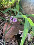 Plancia ëd Clitoria triflora S. Watson