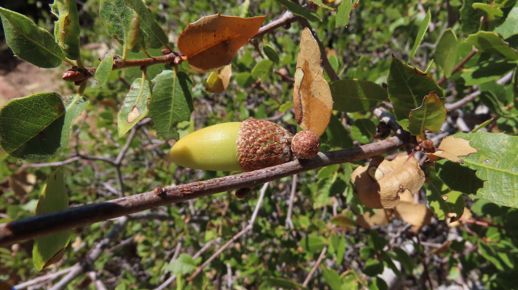 Image of interior live oak