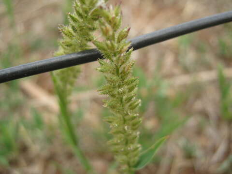 Image of Australian bur grass