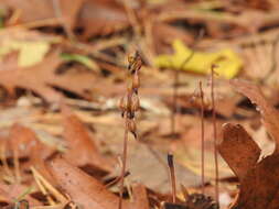 Image of Trioza obtusa Patch 1911