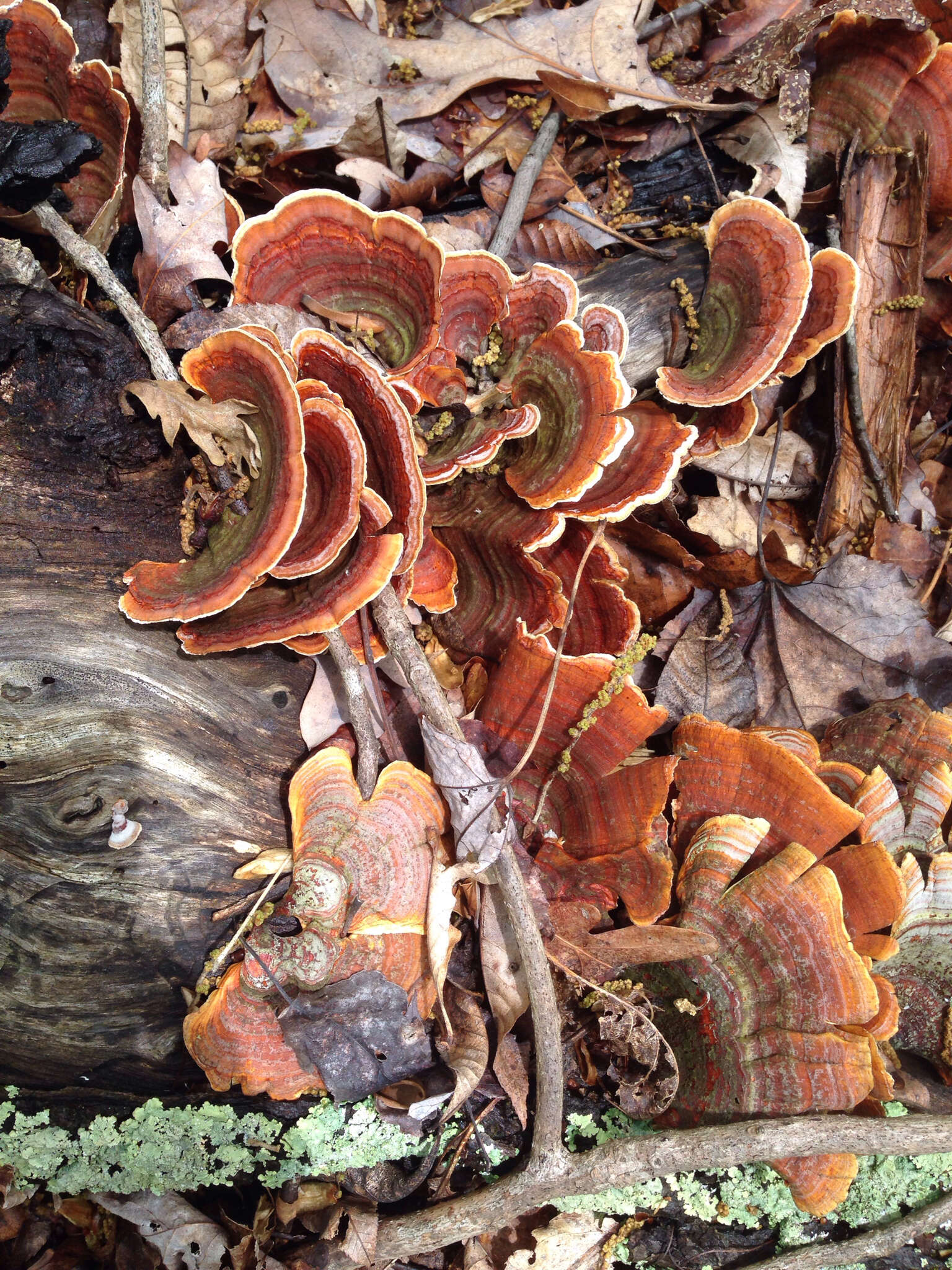 Image of Stereum ostrea (Blume & T. Nees) Fr.