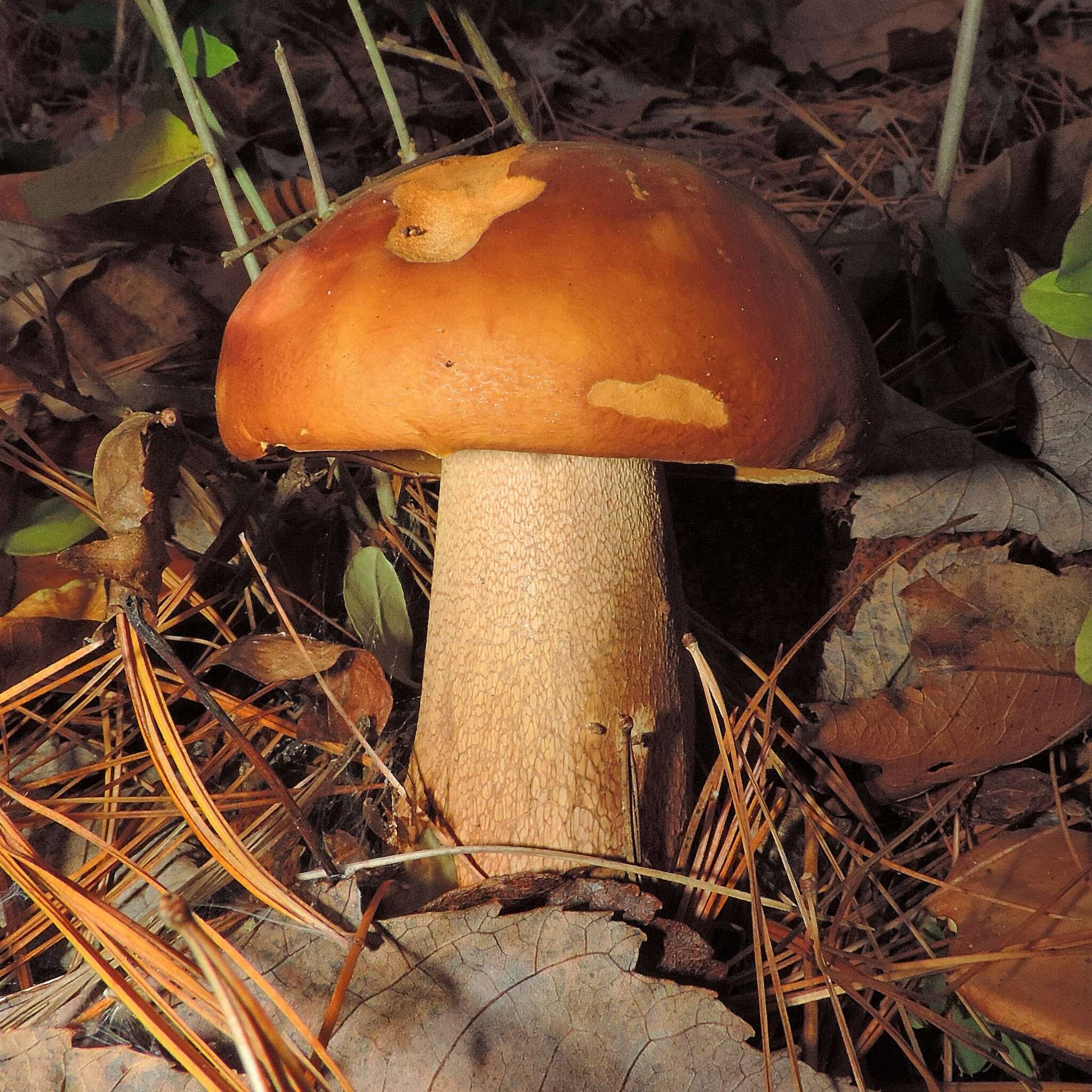 Image of Boletus subcaerulescens (E. A. Dick & Snell) Both, Bessette & A. R. Bessette 2000