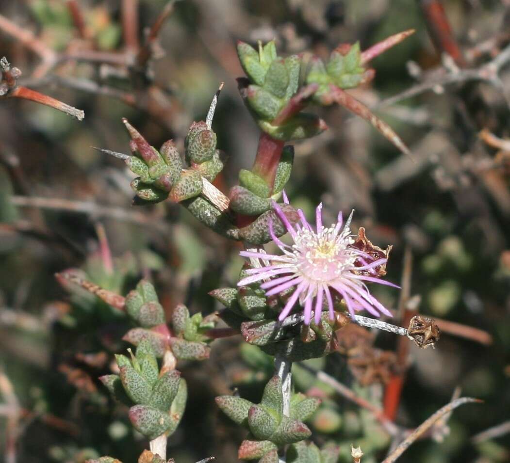 Image of Ruschia cradockensis (Kuntze) H. E. K. Hartm. & D. Stüber