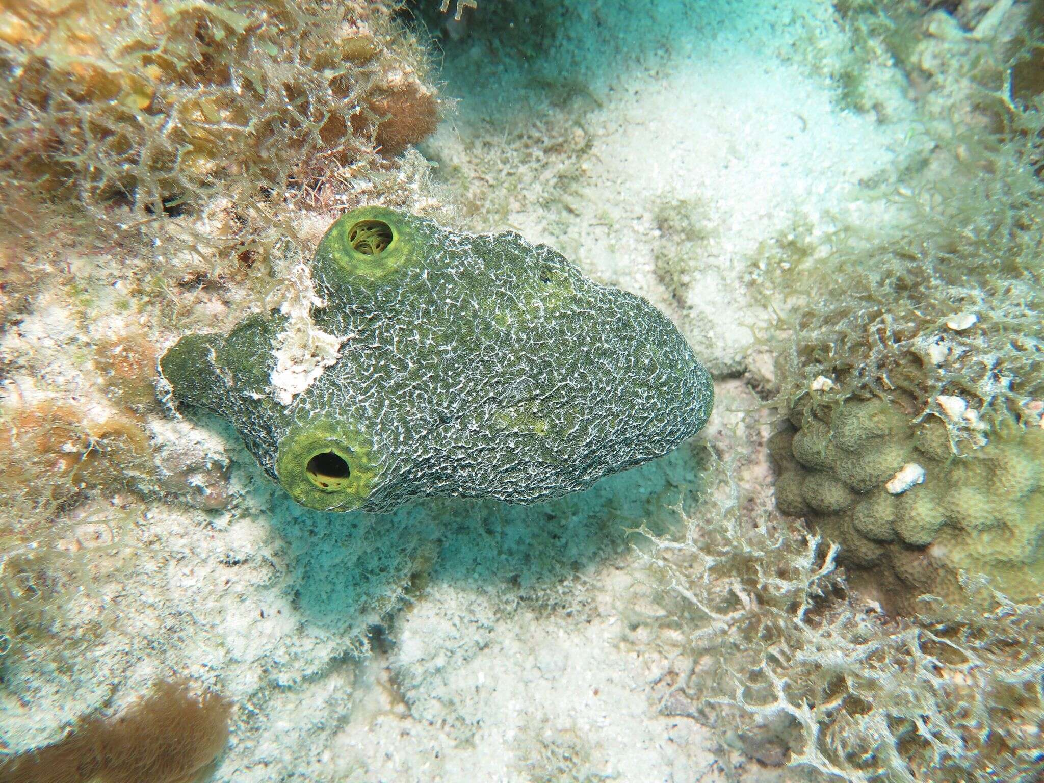 Image of Verongula reiswigi Alcolado 1984