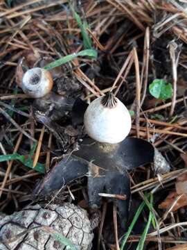 Image of Geastrum striatum DC. 1805