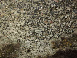 Image of lecidella lichen