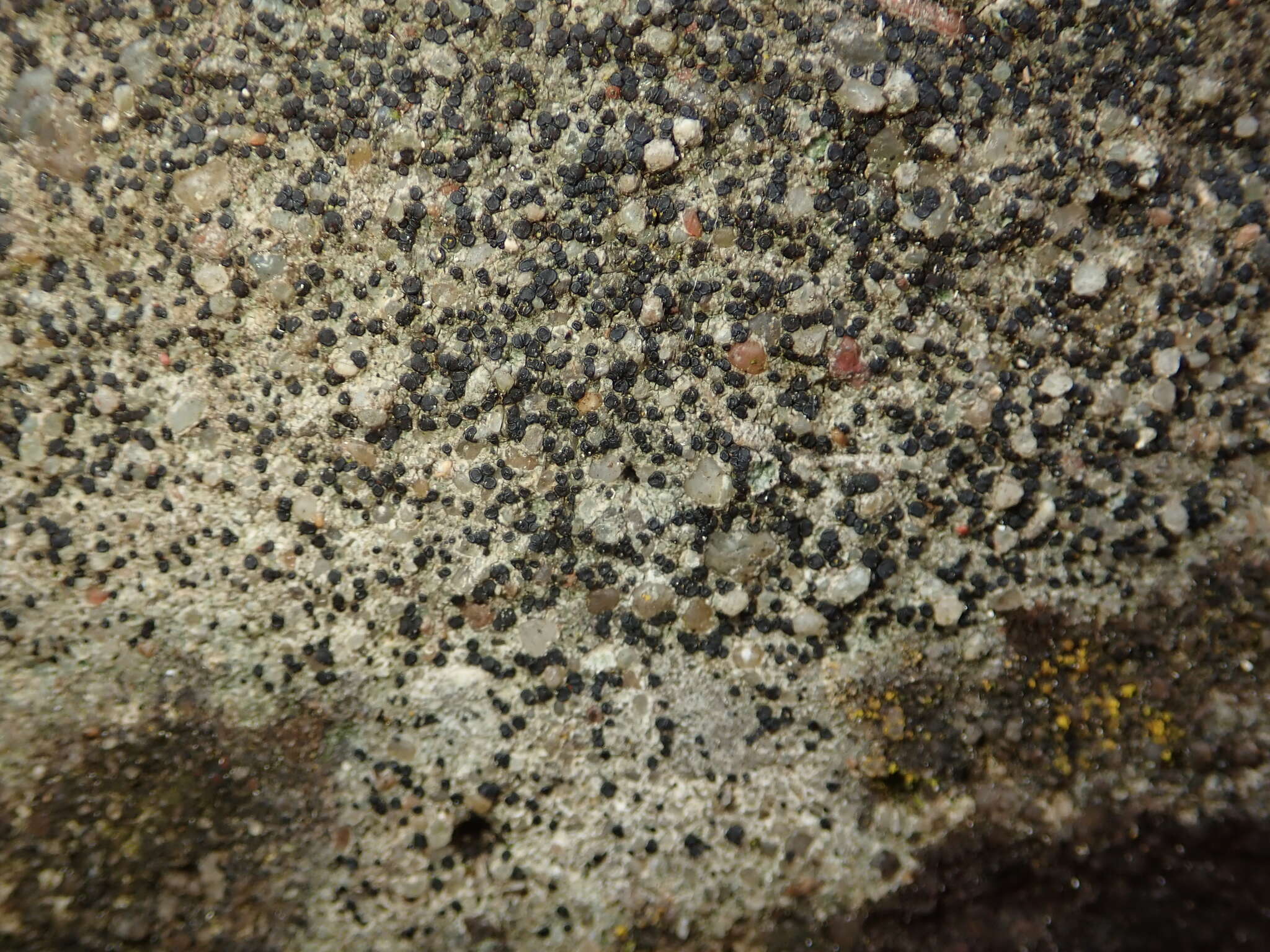 Image of lecidella lichen