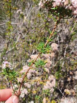 Image of Compacted Featherflower