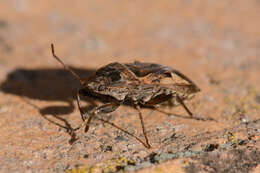 Image of Naphius apicalis (Dallas & W. S. 1852)