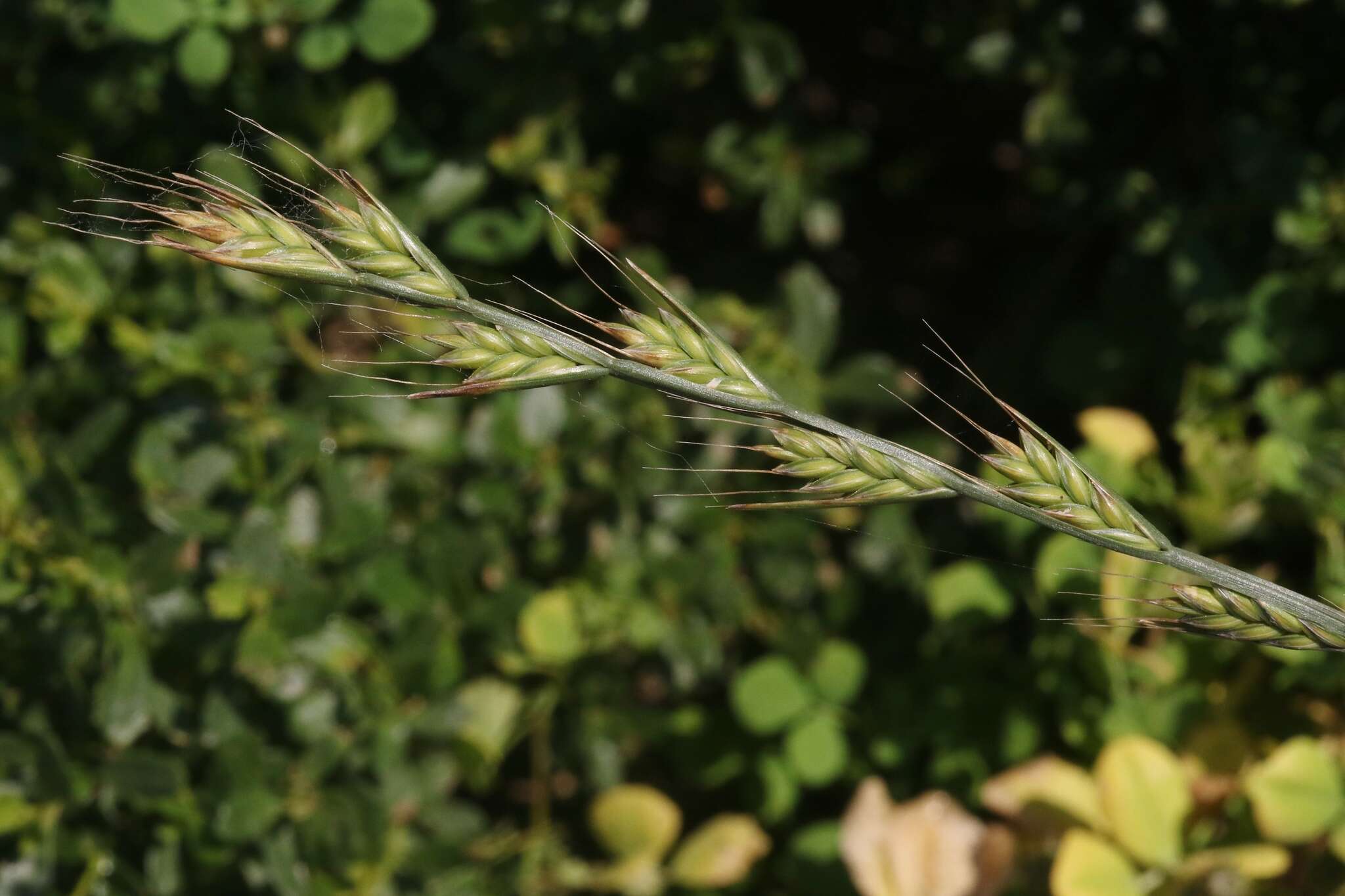 Image of Darnel ryegrass