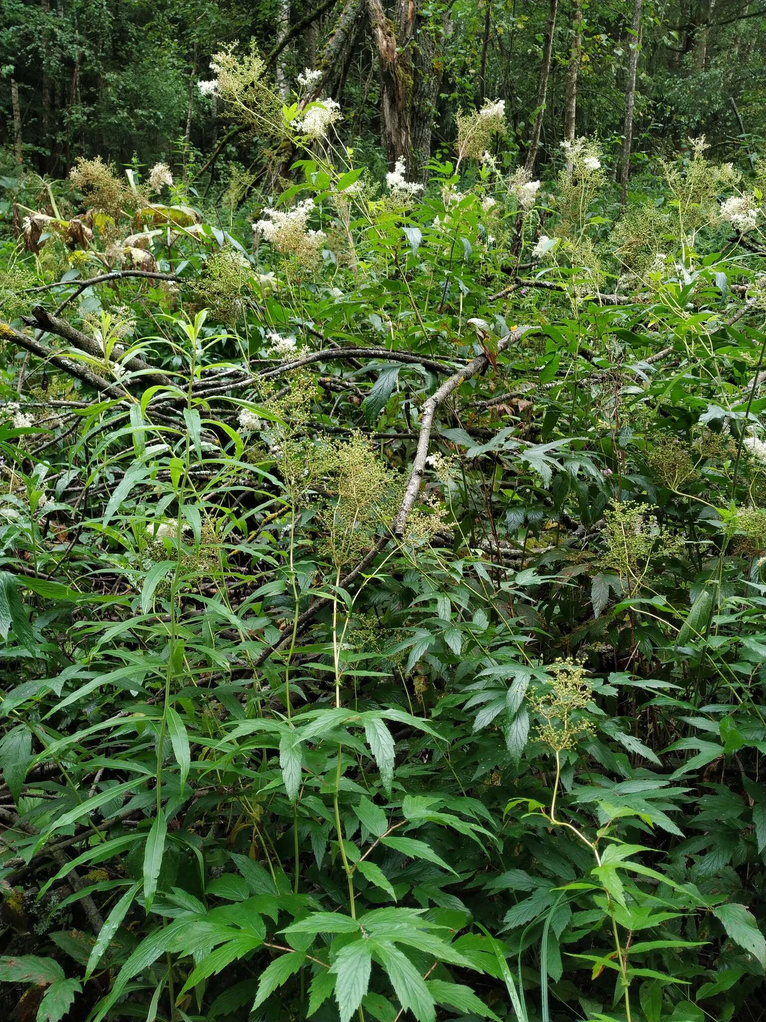 Image de Filipendula ulmaria subsp. denudata (J. & C. Presl) Hayek