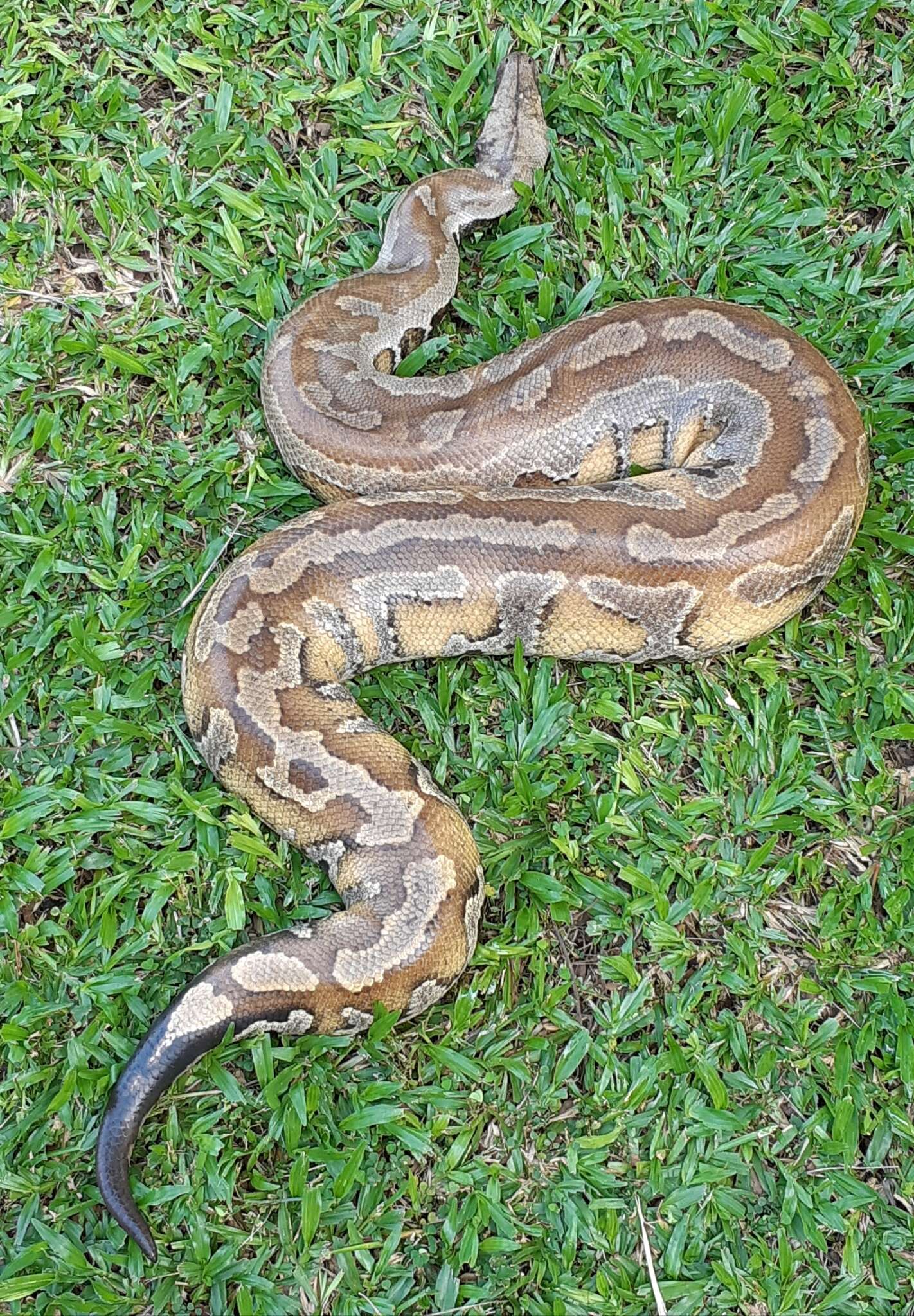 Image of Blood Python