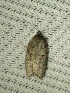 Imagem de Acleris hudsoniana Walker 1863